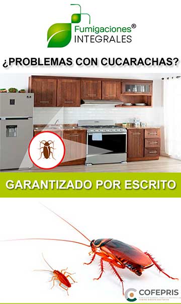 fumigaciones de cucarachas